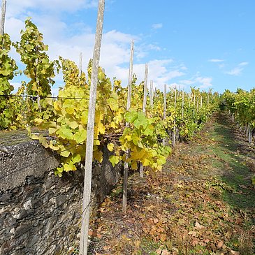Umgeben von Weinreben