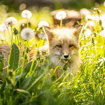 Das Bild zeigt einen Fuchs im grünen Gras.