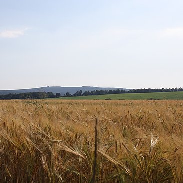 Felderlandschaft im Husnrück