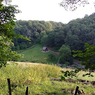 Lichtung im Tiefenbachtal