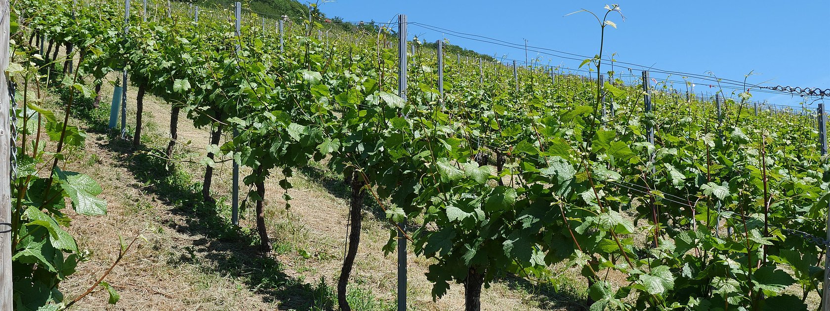 Weinberge an der Mosel