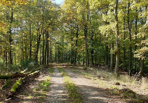 Natur pur - Waldabschnitt entlang der Strecke