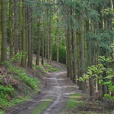 Grafschafter Wanderweg