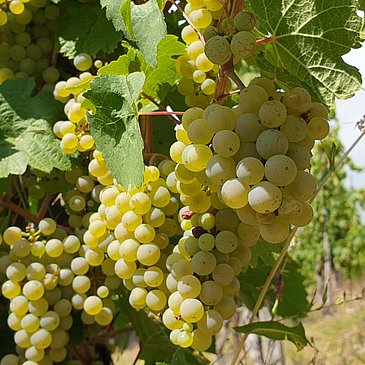Unterwegs inmitten der Weinberge