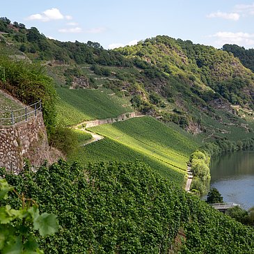 Weingut Lothar Kettern - Weinberge