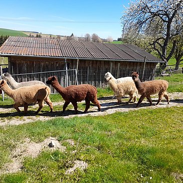 Alpaka-Trekking in Kleinich