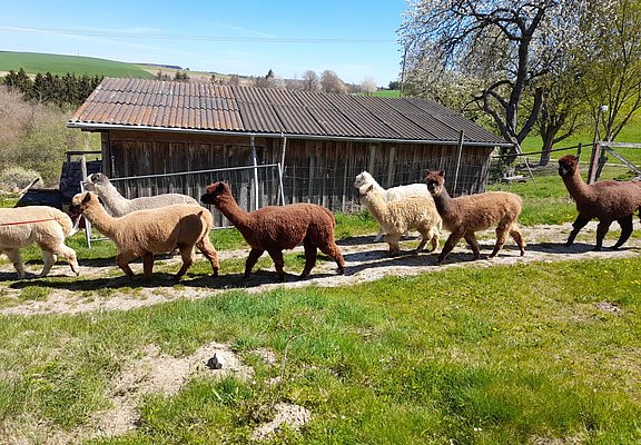 Alpaka-Trekking in Kleinich