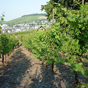 Weinberg 