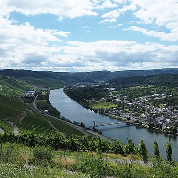 Blick über die Weinberge und Wehlen