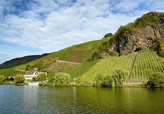 Weinberge an der Mosel