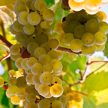 Weintrauben im Weinberg