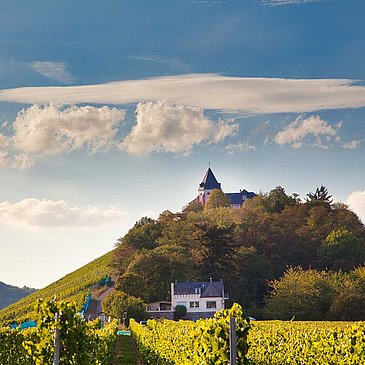 Mosel - Sehenswürdigkeiten - Marienburg - Weinberg - Sonne - Zeller Land