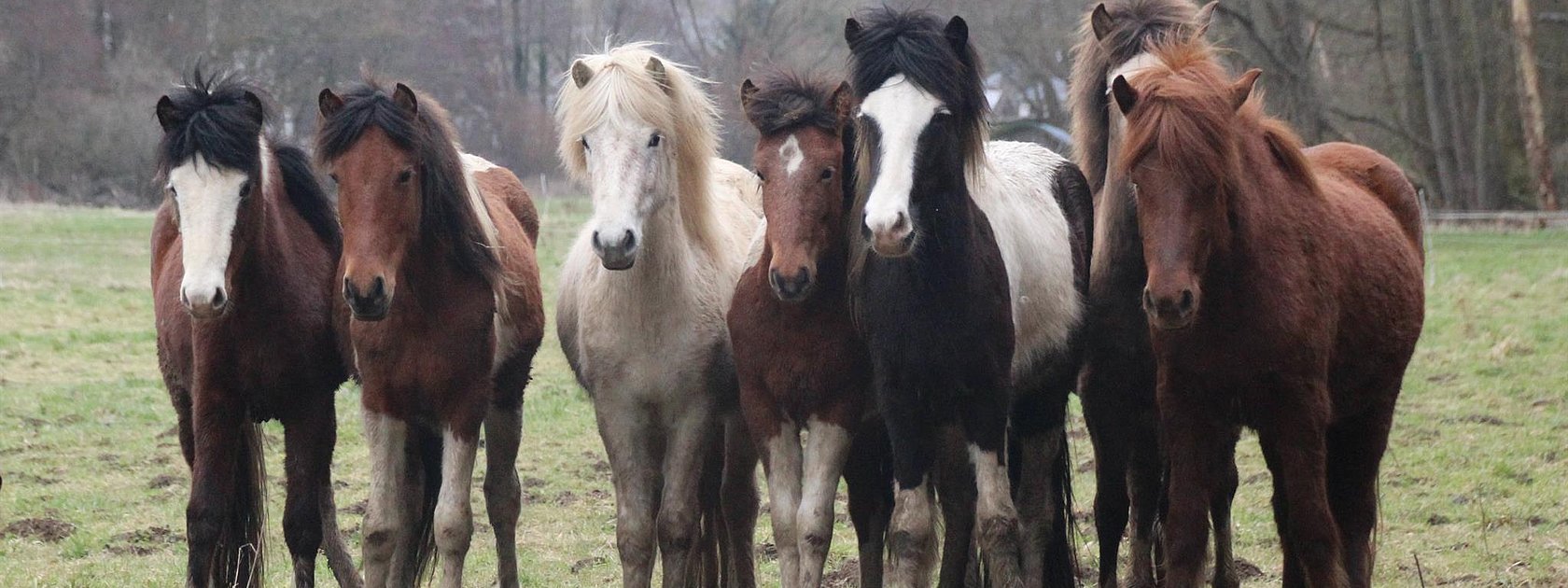 Ponyherde