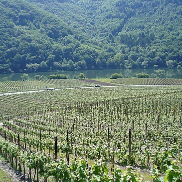 Weinberge in Pölich.