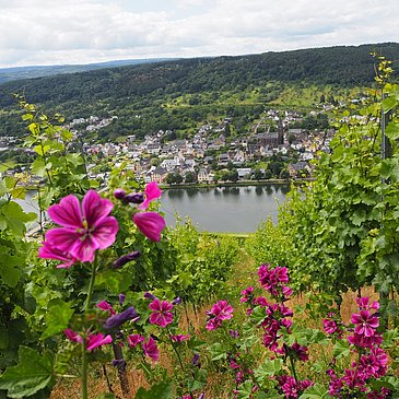 Ausblick ins Moseltal