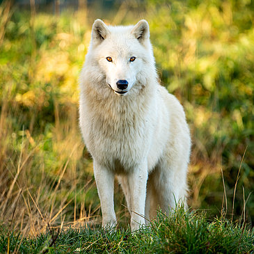 Das Bild zeigt einen weißen Wolf im Tierpark Rheinböllen.