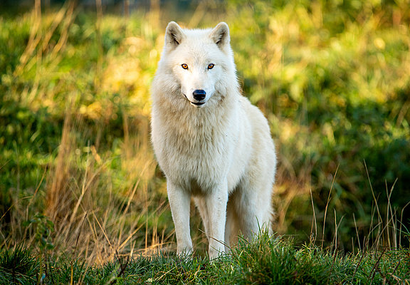 Das Bild zeigt einen weißen Wolf im Tierpark Rheinböllen.
