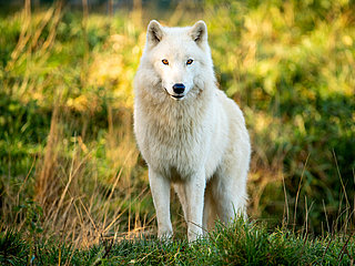 Das Bild zeigt einen weißen Wolf im Tierpark Rheinböllen.