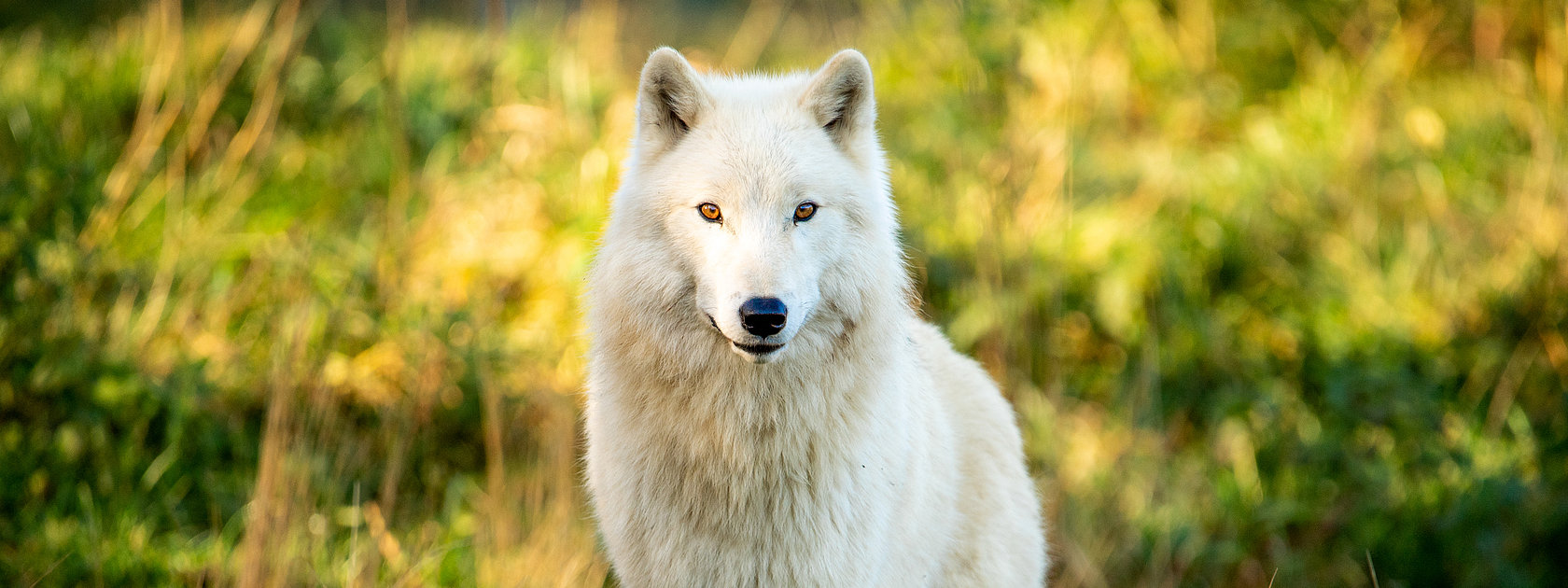 Das Bild zeigt einen weißen Wolf im Tierpark Rheinböllen.