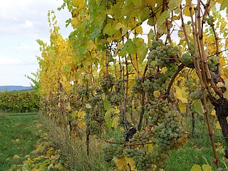 Weintrauben an Reben an der Mosel