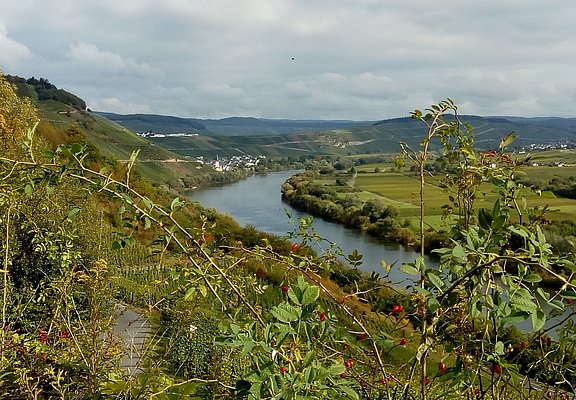 Moselblick vom Wanderweg "Kestener Schweiz"