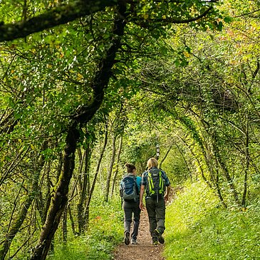 Waldabschnitt auf dem Moselsteig bei Perl