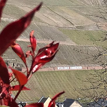 Ausblick auf die Weinlage "Wehlener Sonnenuhr"