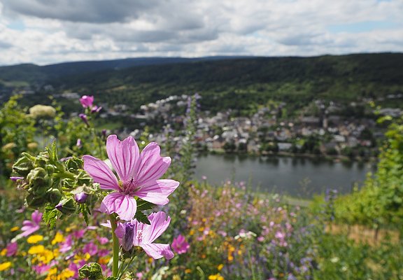 Blumen inmitten des Weinbergs