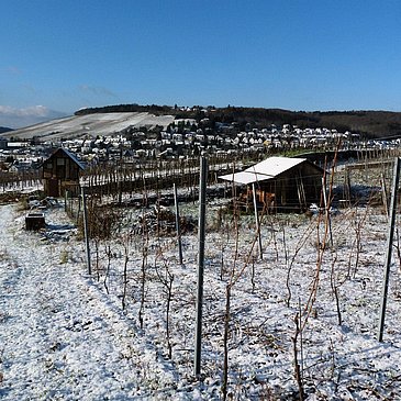 Weinberg im Winter