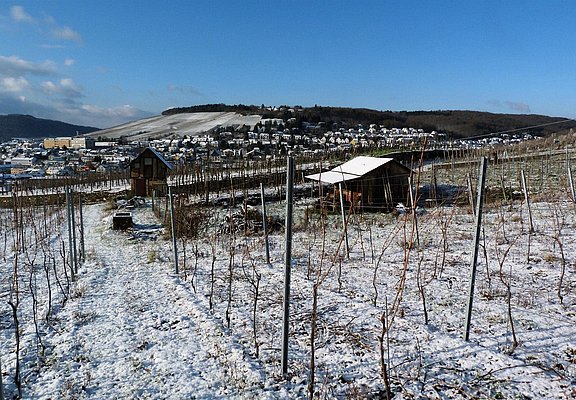 Weinberg im Winter