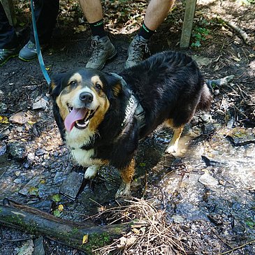 Hund