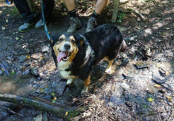 Hund