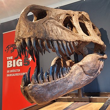 Das Bild zeigt den Schädel eines Dinosauriers.