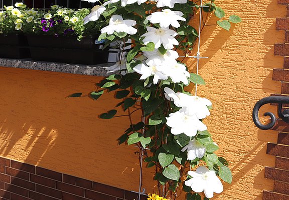 Clematis 2019