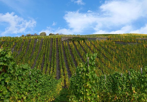 Weinreben an der Mosel