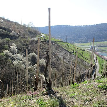 Blick auf den Sortengarten