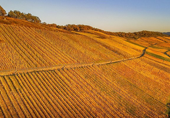 Weinberge im Herbst
