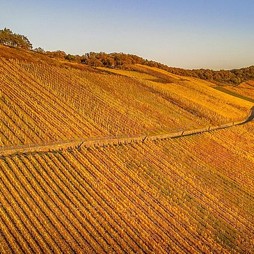 Weinberge im Herbst