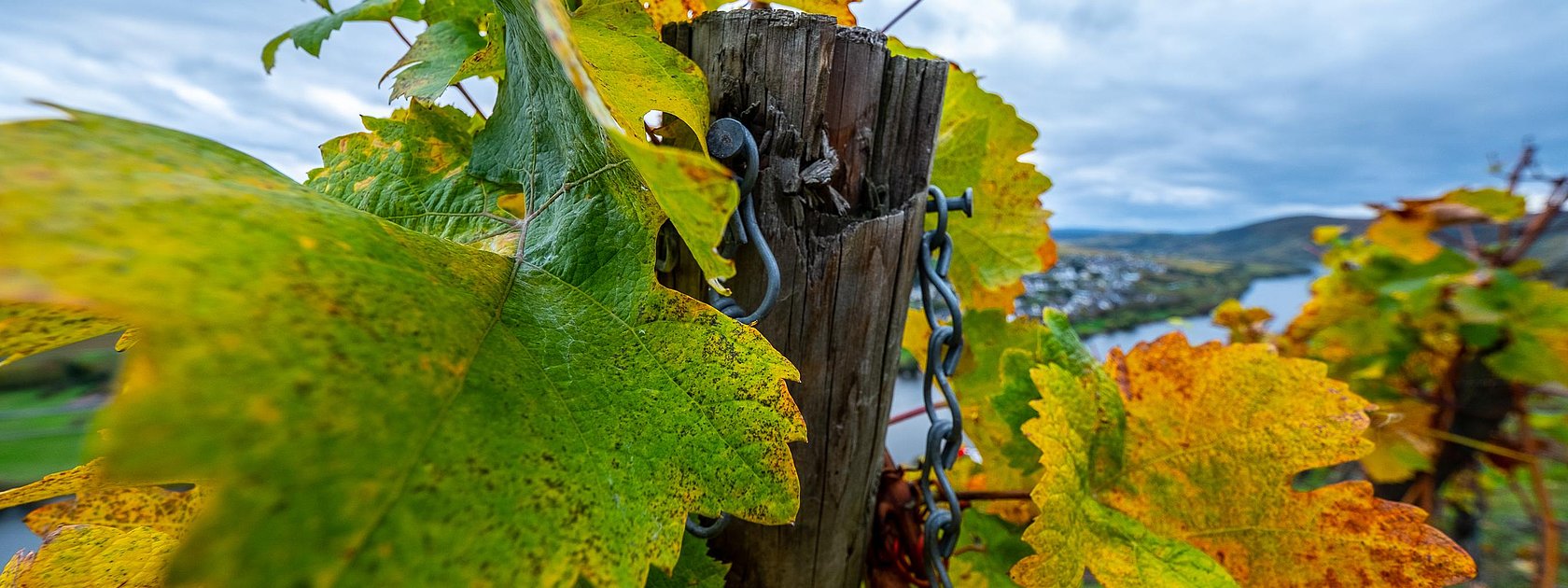 Weinberge an der Mosel im Ferienland Bernkastel-Ku