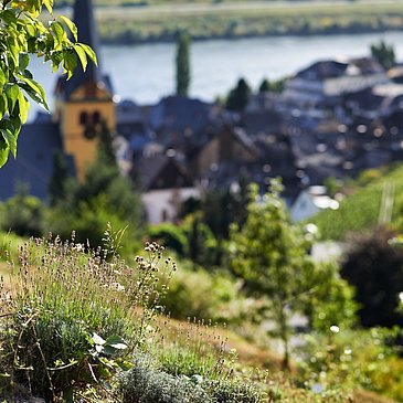 Blick auf Zeltingen-Rachtig