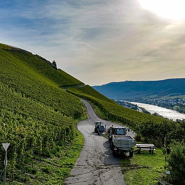 Weinberge