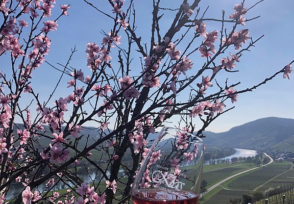 Weinglas Sonne