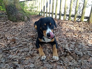 Hund