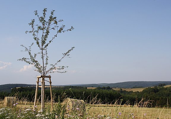 Felderlandschaft bei Longkamp