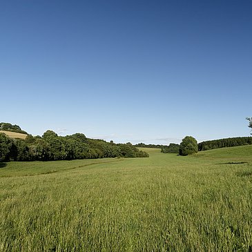 Wiesenlandschaft im Hunsrück