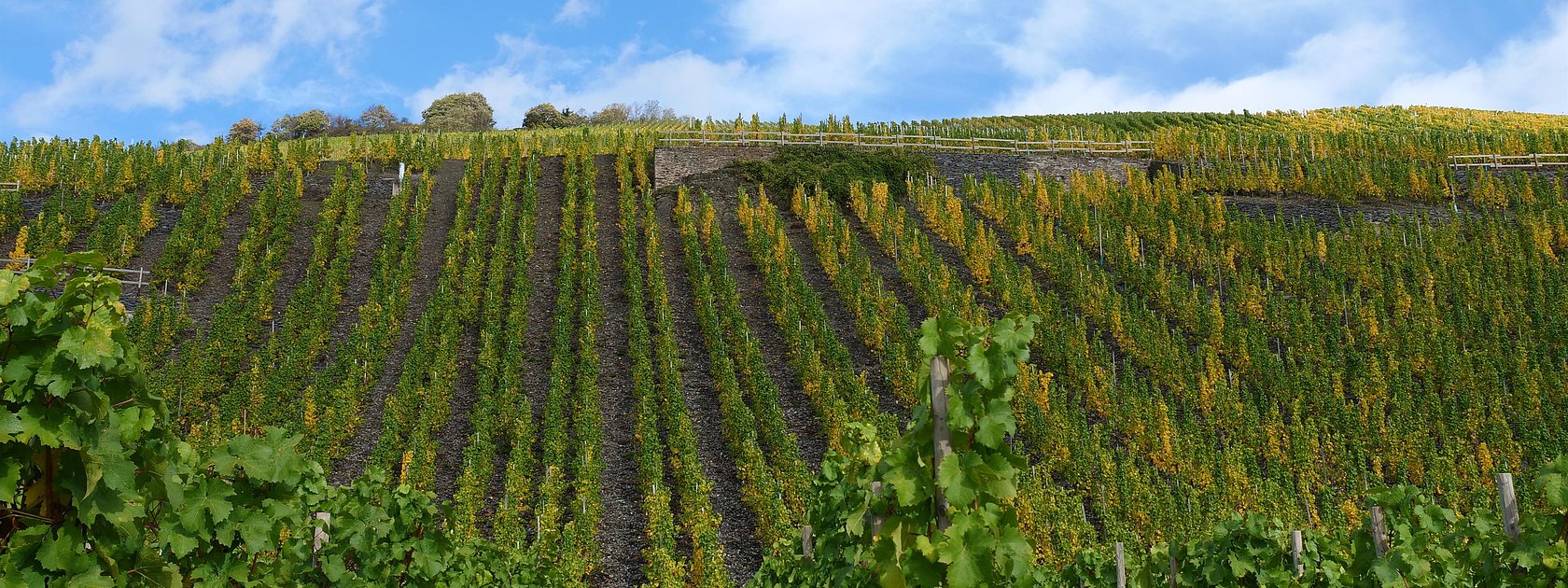 Weinberge im Ferienland Bernkastel-Kues
