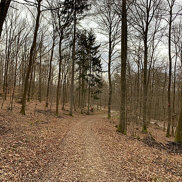 Inmitten der Natur
