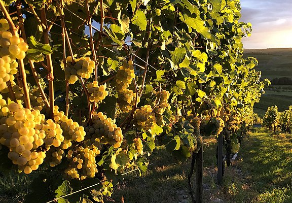 Weinreben
