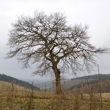 Eiche auf der Hunsrückhöhe