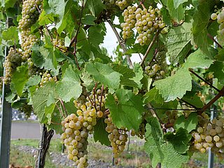 Weinreben